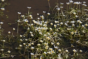 David Plant Photography - Wildlife Photography - Pond water crowfoot - C