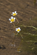 David Plant Photography - Wildlife Photography - Pond water crowfoot - E