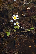 David Plant Photography - Wildlife Photography - Pond water crowfoot - G