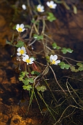 David Plant Photography - Wildlife Photography - Pond water crowfoot - I