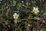 David Plant Photography - Wildlife Photography - Pond water crowfoot - K