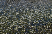 David Plant Photography - Wildlife Photography - Pond water crowfoot - L