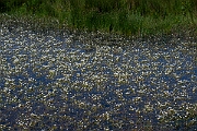 David Plant Photography - Wildlife Photography - Pond water crowfoot - M