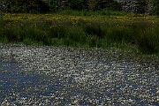 David Plant Photography - Wildlife Photography - Pond water crowfoot - N