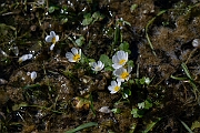 David Plant Photography - Wildlife Photography - Pond water crowfoot - O