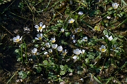 David Plant Photography - Wildlife Photography - Pond water crowfoot - P