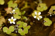 David Plant Photography - Wildlife Photography - Round-leaved water crowfoot - B