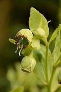 David Plant Photography - Wildlife Photography - Stinking hellebore - A