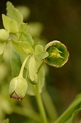 David Plant Photography - Wildlife Photography - Stinking hellebore - B