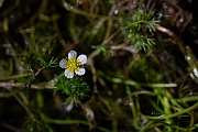 David Plant Photography - Wildlife Photography - Thread-leaved water crowfoot - D