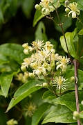 David Plant Photography - Wildlife Photography - Wild clematis - C