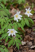 David Plant Photography - Wildlife Photography - Wood anenome - D