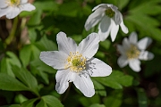 David Plant Photography - Wildlife Photography - Wood anenome - F