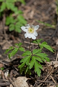 David Plant Photography - Wildlife Photography - Wood anenome - G