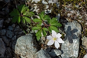 David Plant Photography - Wildlife Photography - Wood anenome - H