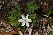 David Plant Photography - Wildlife Photography - Wood anenome - J