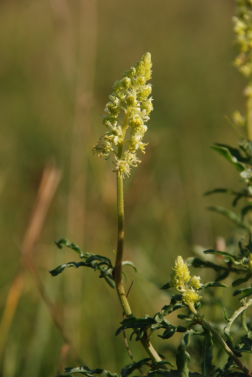 David Plant Photography - Wildlife Photographer - Wild mignonette - A.JPG - Wild mignonette - Bedfordshire