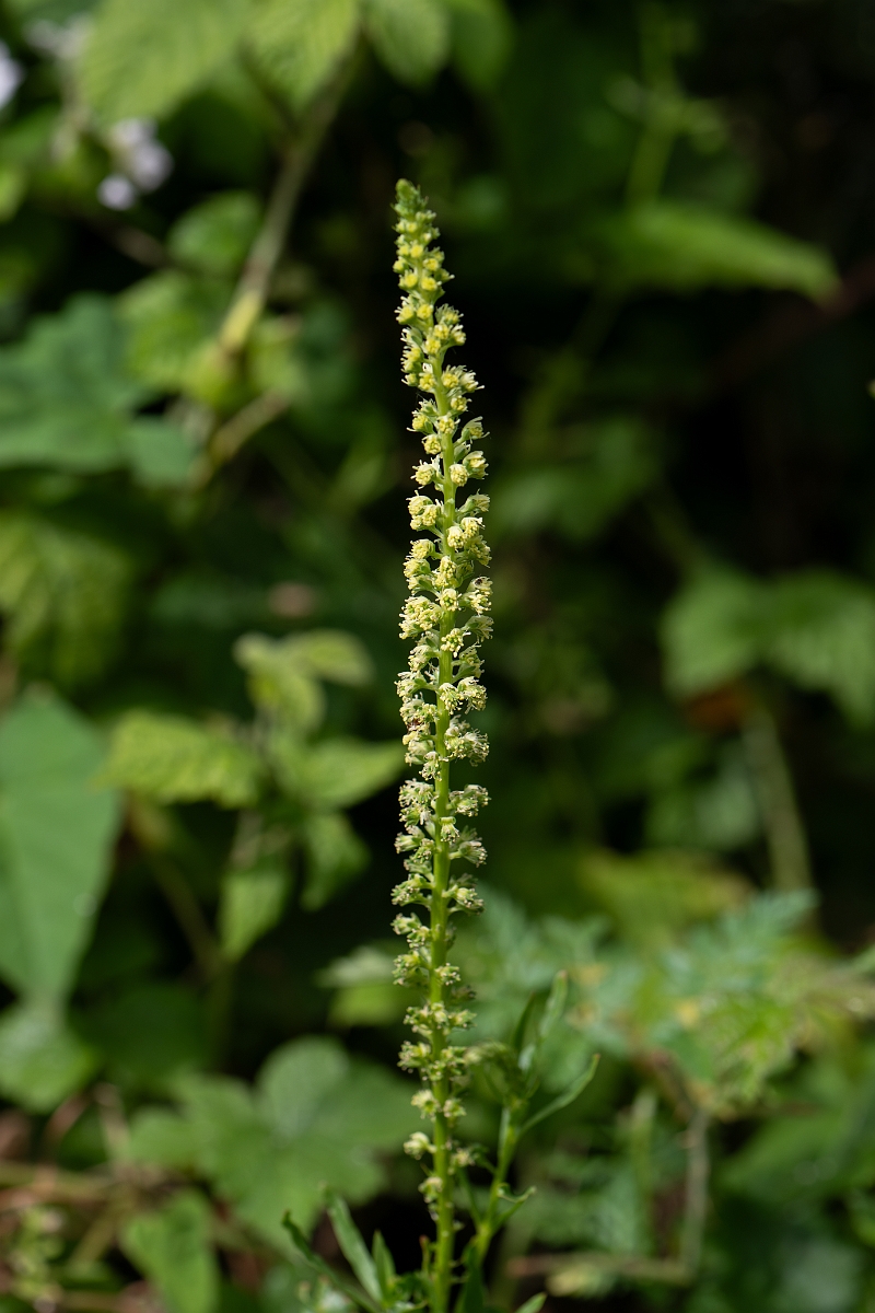 David Plant Photography - Wildlife Photography - Weld - A.jpg - Weld - Cambridgeshire