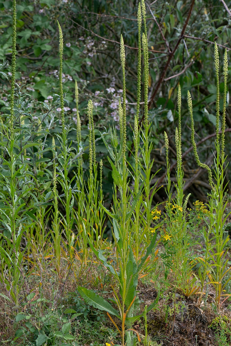 David Plant Photography - Wildlife Photography - Weld - B.jpg - Weld - Cambridgeshire