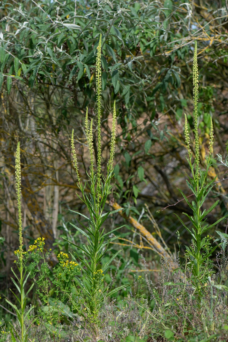 David Plant Photography - Wildlife Photography - Weld - C.jpg - Weld - Cambridgeshire
