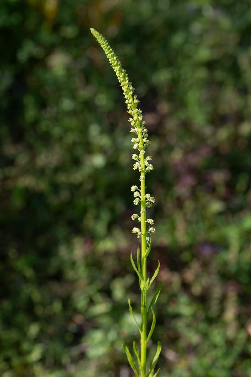 David Plant Photography - Wildlife Photography - Weld - D.jpg - Weld - Cambridgeshire