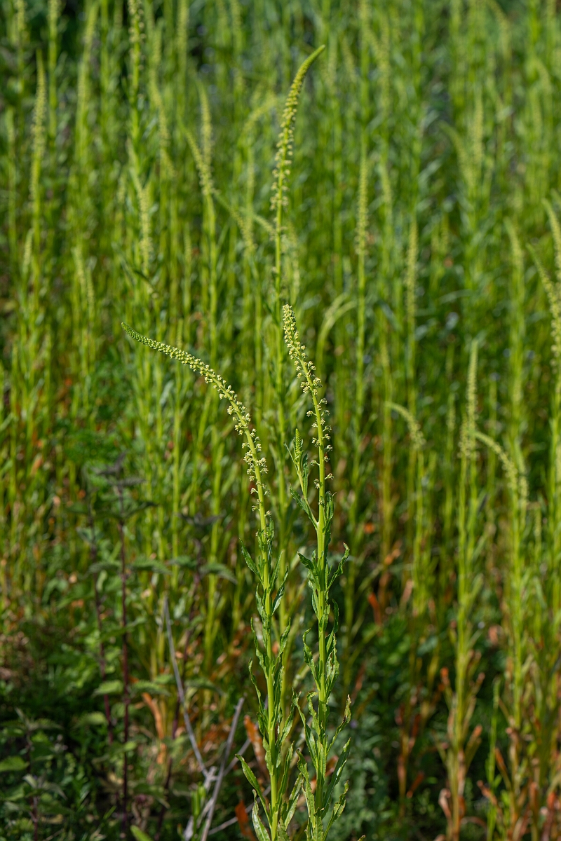 David Plant Photography - Wildlife Photography - Weld - E.jpg - Weld - Cambridgeshire