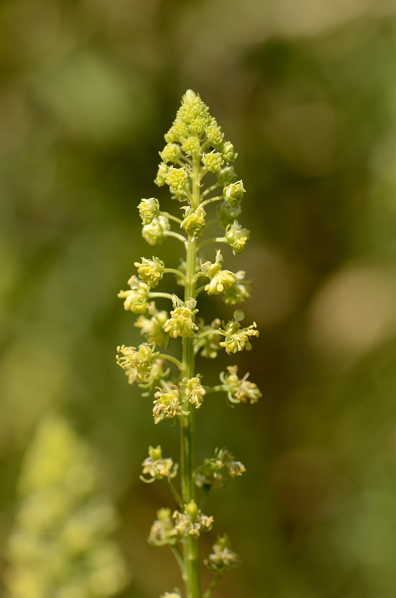 David Plant Photography - Wildlife Photography - Wild mignonette - B.jpg - Wild mignonette - Hertfordshire