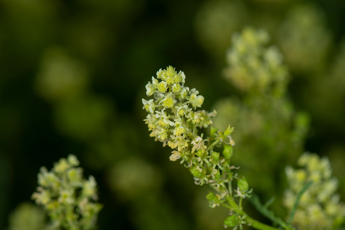 David Plant Photography - Wildlife Photography - Wild mignonette - C.jpg - Wild mignonette - Cotswolds