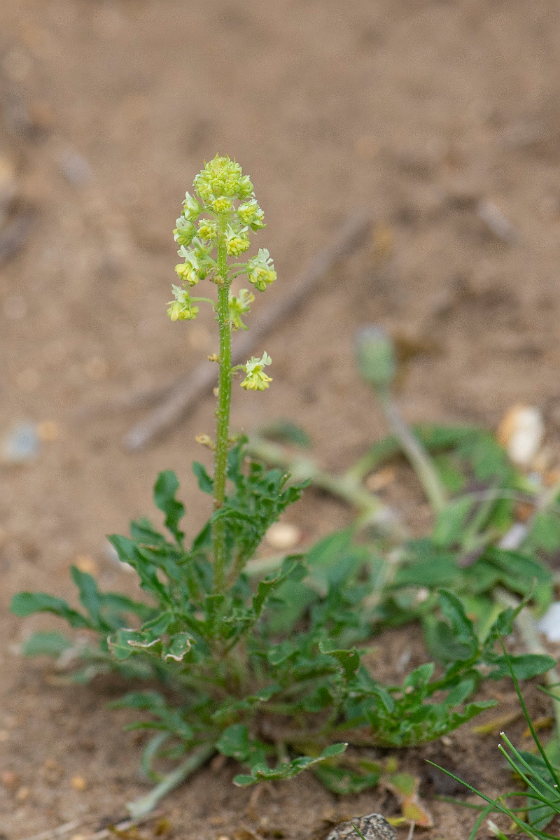 David Plant Photography - Wildlife Photography - Wild mignonette - D.JPG - Wild mignonette - Norfolk