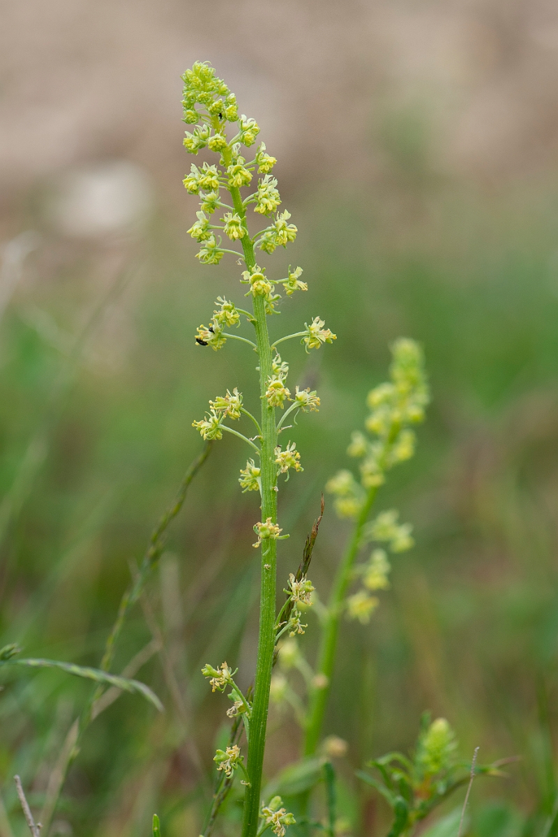 David Plant Photography - Wildlife Photography - Wild mignonette - E.JPG - Wild mignonette - Suffolk