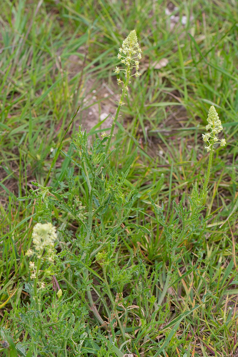 David Plant Photography - Wildlife Photography - Wild mignonette - F.JPG - Wild mignonette - Suffolk