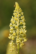 David Plant Photography - Wildlife Photography - Wild mignonette - A