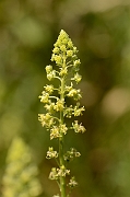 David Plant Photography - Wildlife Photography - Wild mignonette - B