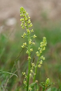 David Plant Photography - Wildlife Photography - Wild mignonette - E