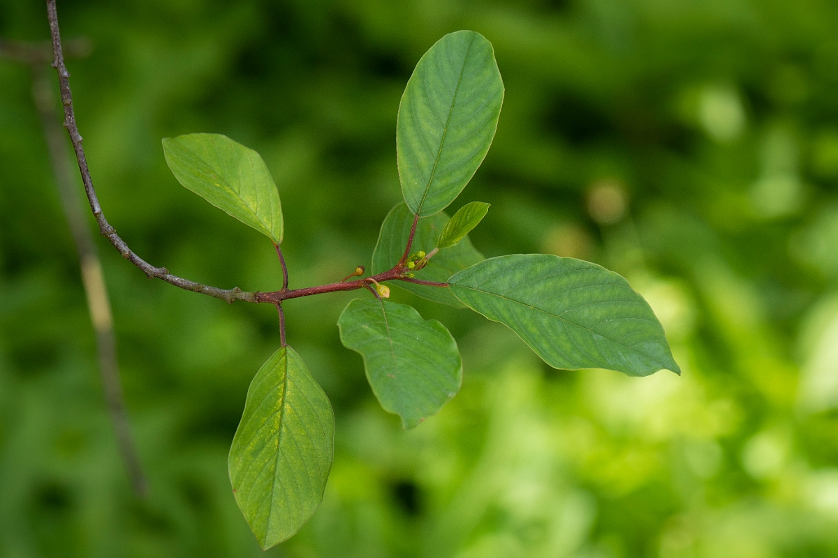 David Plant Photography - Wildlife Photography - Alder buckthorn - B.JPG - Alder buckthorn leafs - Cotswolds