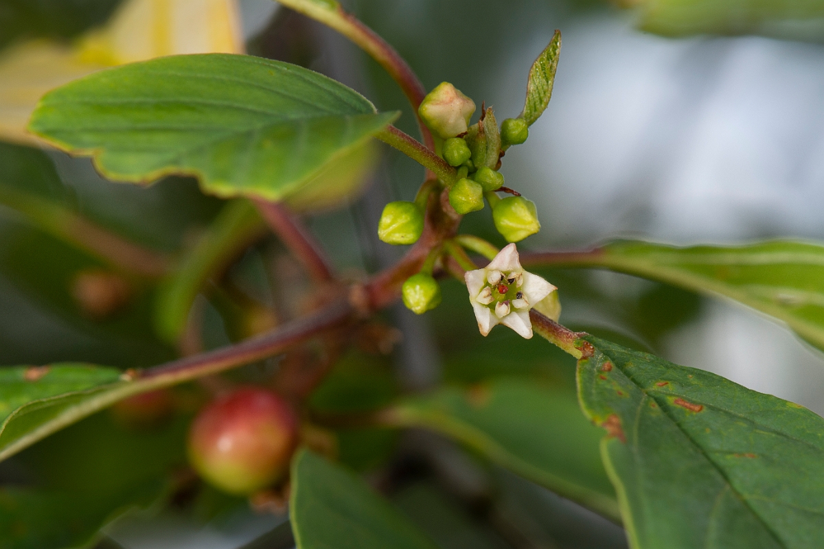 David Plant Photography - Wildlife Photography - Alder buckthorn - C.JPG - Alder buckthorn flower - Cotswolds