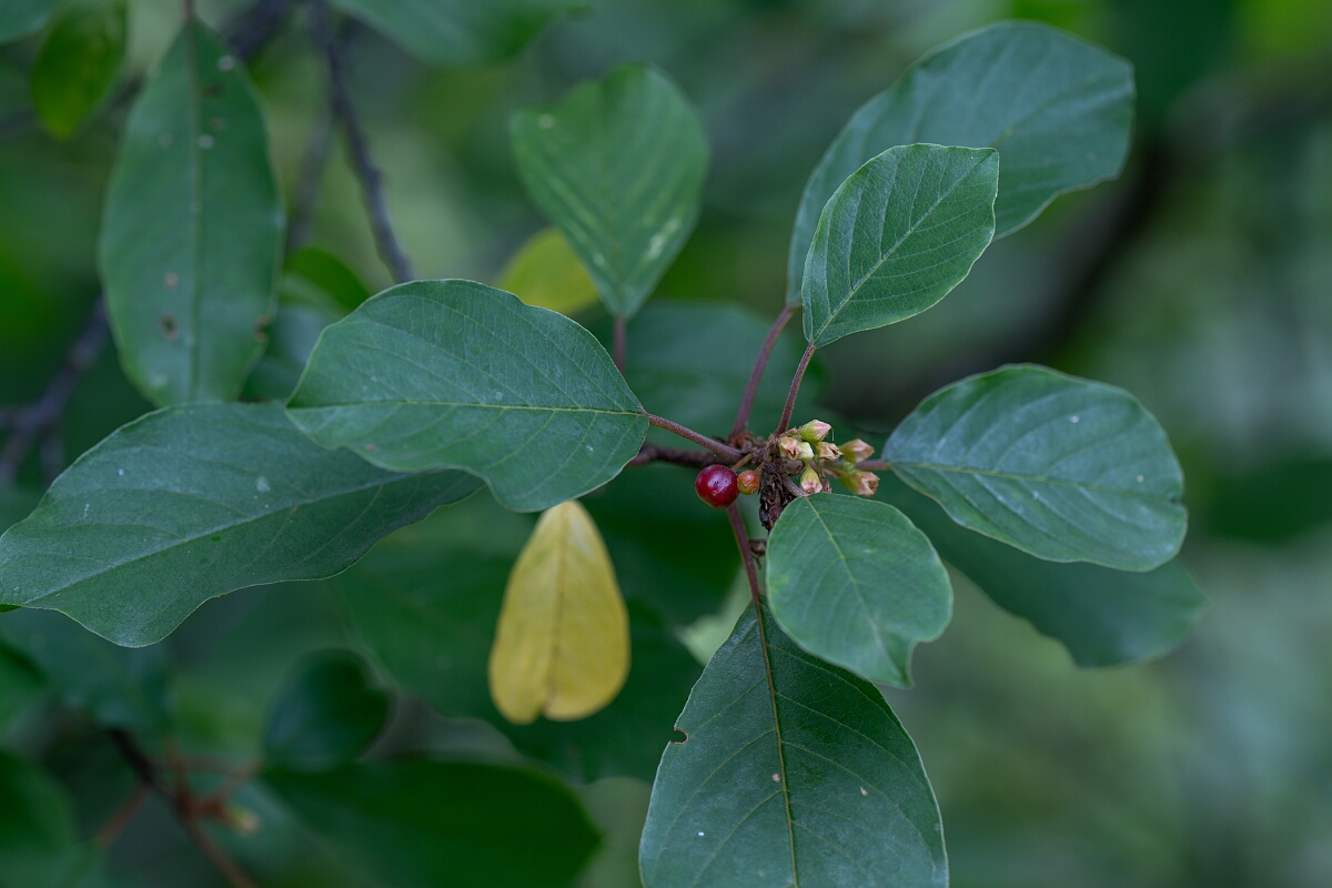 David Plant Photography - Wildlife Photography - Alder buckthorn - E.jpg - Alder buckthorn - Cotswolds