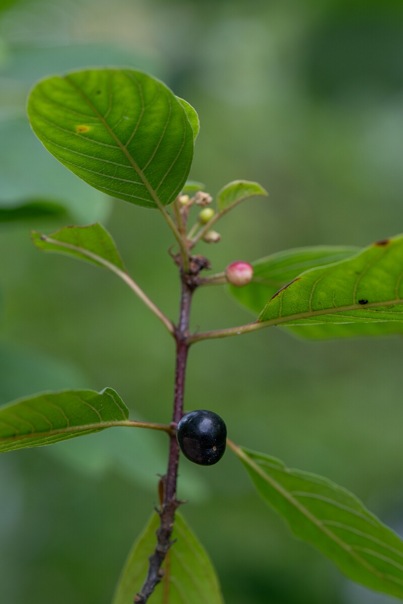 David Plant Photography - Wildlife Photography - Alder buckthorn - G.jpg - Alder buckthorn - Cotswolds