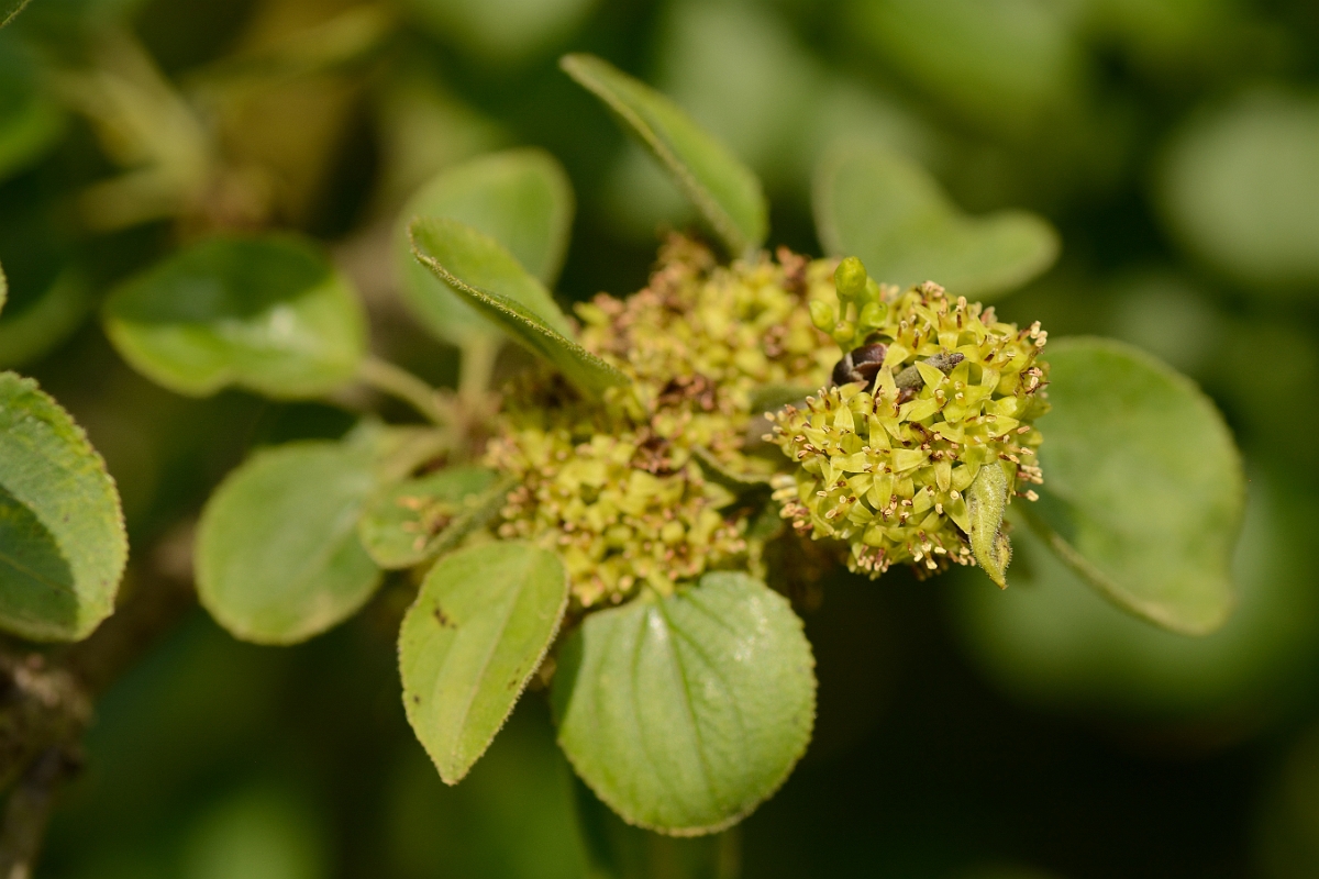 David Plant Photography - Wildlife Photography - Buckthorn - A.jpg - Buckthorn - Suffolk