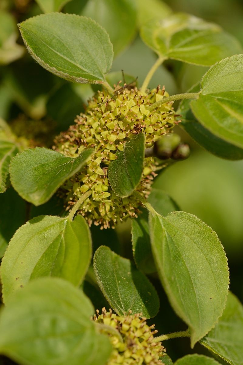 David Plant Photography - Wildlife Photography - Buckthorn - B.jpg - Buckthorn - Suffolk