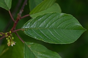 David Plant Photography - Wildlife Photography - Alder buckthorn - A