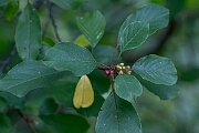 David Plant Photography - Wildlife Photography - Alder buckthorn - E