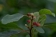 David Plant Photography - Wildlife Photography - Alder buckthorn - F