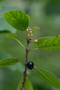 David Plant Photography - Wildlife Photography - Alder buckthorn - G