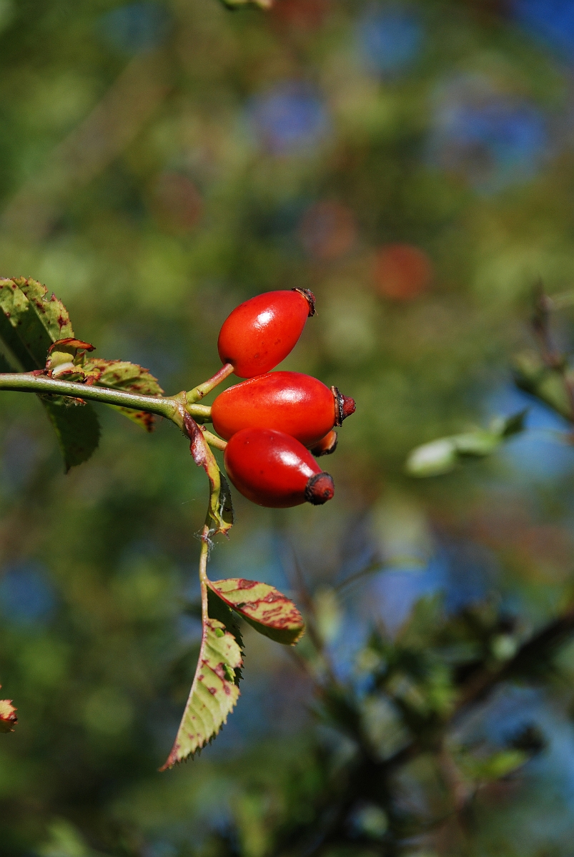 David Plant Photography - Wildlife Photographer - Dog rose fruit - A.JPG - Dog rose hips - Bedfordshire