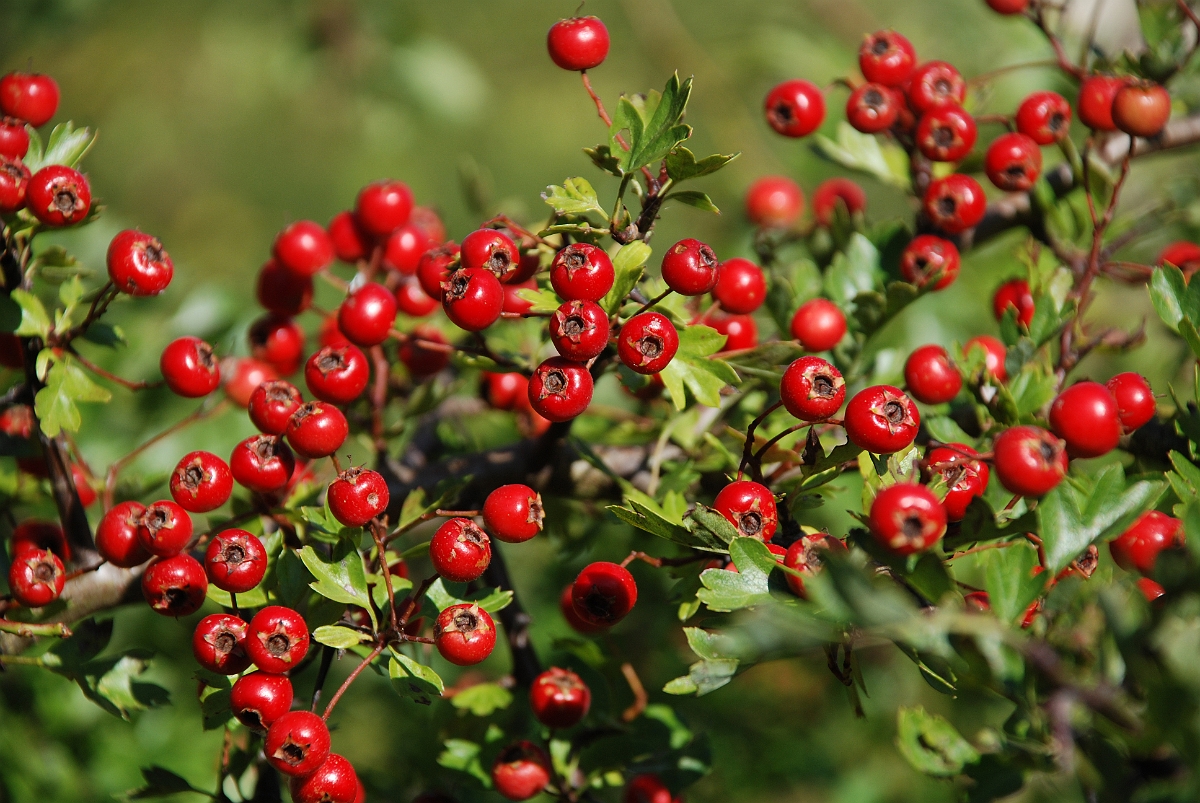 David Plant Photography - Wildlife Photographer - Hawthorn fruit - A.JPG - Hawthorn fruits - Bedfordshire