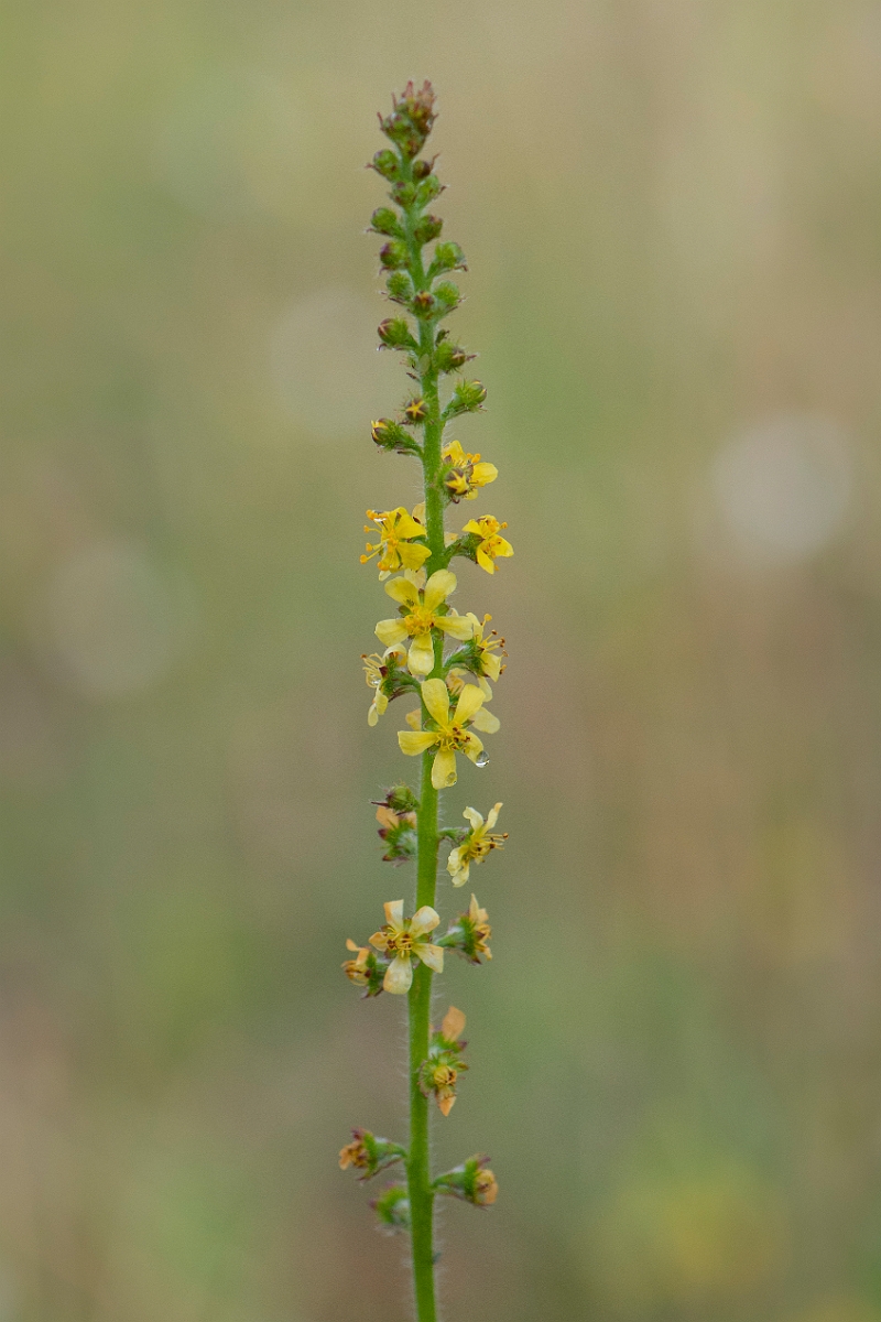 David Plant Photography - Wildlife Photography - Agrimony - A.JPG - Agrimony - Bridgend