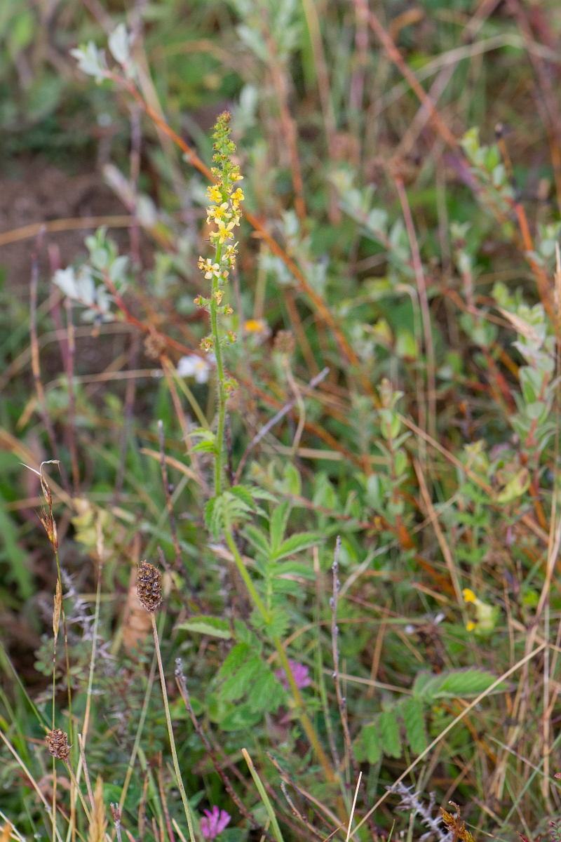 David Plant Photography - Wildlife Photography - Agrimony - B.JPG - Agrimony - Bridgend