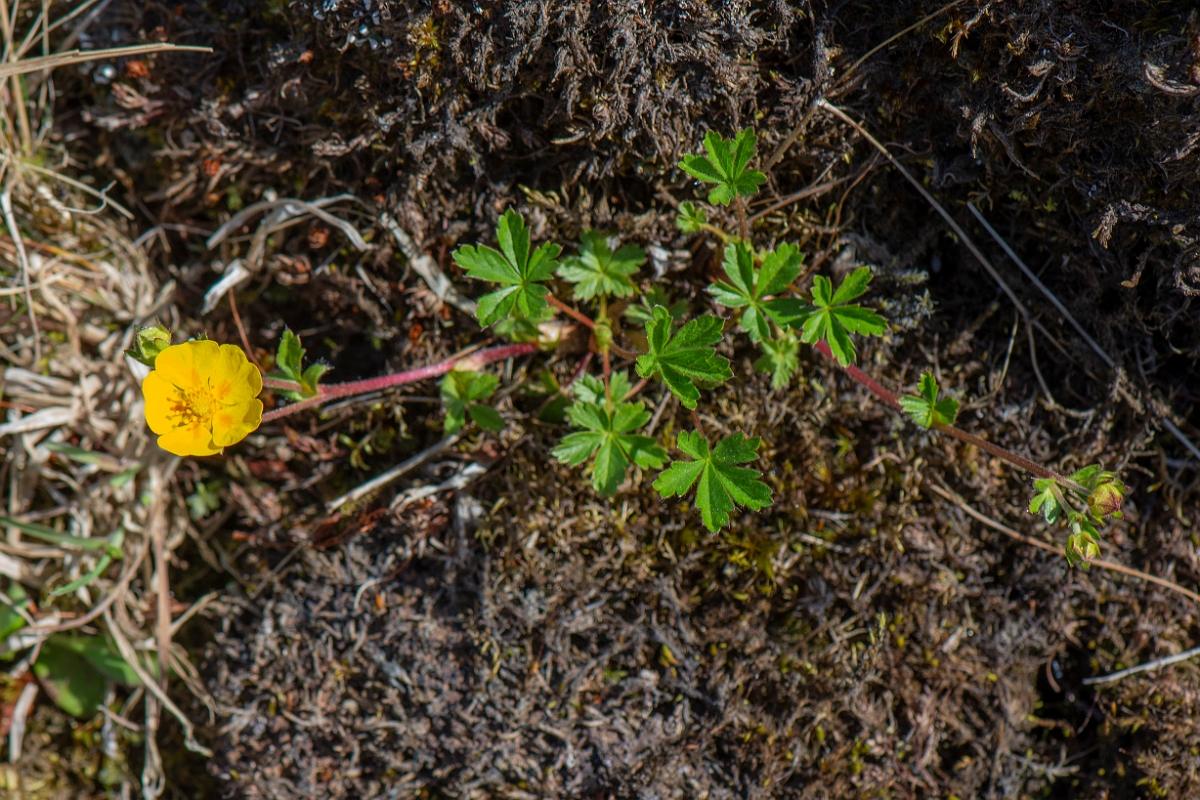 David Plant Photography - Wildlife Photography - Alpine cinquefoil - A.JPG - Alpine cinquefoil - Perthshire