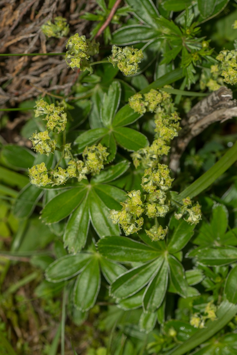 David Plant Photography - Wildlife Photography - Alpine ladys-mantle - A.jpg - Alpine ladys-mantle - Perthshire